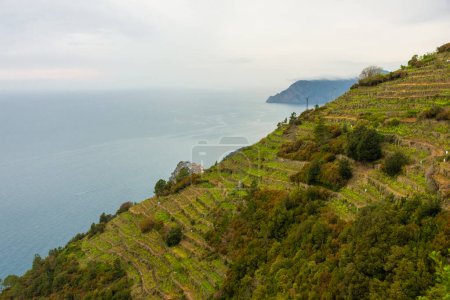 Green vineyards on the coastline of Cinque Terre, Liguria, Italy