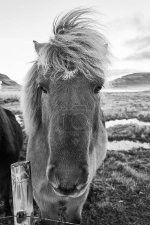 Photo en noir et blanc du cheval islandais dans le paysage naturel pittoresque de Kirkjufell, en Islande. Le cheval islandais est une race de cheval développée dans ce pays.