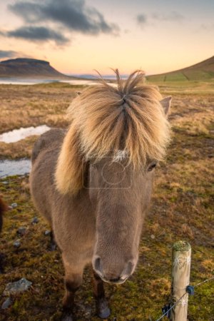 Icelandic horse in the scenic nature landscape of Kirkjufell, Iceland. The Icelandic horse is a breed of horse developed in this country.