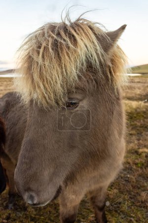 Icelandic horse in the scenic nature landscape of Kirkjufell, Iceland. The Icelandic horse is a breed of horse developed in this country.