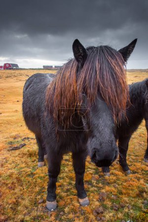 Cheval islandais dans le paysage naturel pittoresque de Kirkjufell, Islande. Le cheval islandais est une race de cheval développée dans ce pays.