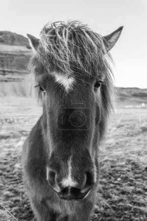 Photo en noir et blanc du cheval islandais dans le paysage naturel pittoresque de Kirkjufell, en Islande. Le cheval islandais est une race de cheval développée dans ce pays.
