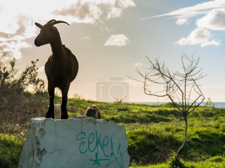 Foto de Cabo de Rodon, ALBANIA, 14 de noviembre de 2022: cabra en Cabo de Rodon, Albania. Foto de alta calidad - Imagen libre de derechos