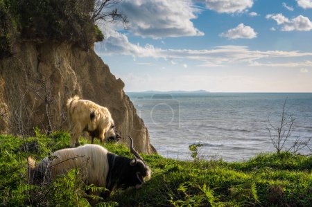 Foto de Cabras de Cabello Largo en Cabo de Rodon, Albania. Foto de alta calidad - Imagen libre de derechos