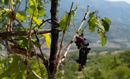 Foto de Viña germinante en granja, bodega de uva, uva madura. Foto de alta calidad - Imagen libre de derechos