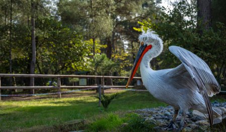Nationalpark Divjake-Karavasta in ALBANIEN. Der domestizierte Wilde Pelikan Johnny. Hochwertiges Foto
