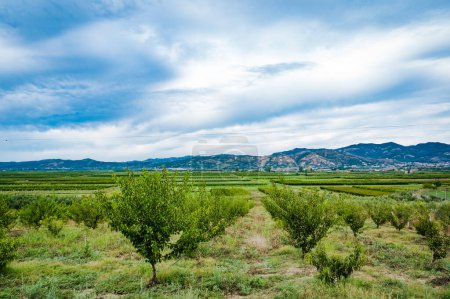 Foto de Campo albanés vista panorámica, olivos-OLEA EUROPAEA OLIVA COMÚN y campos verdes con colinas en el fondo. Foto de alta calidad - Imagen libre de derechos