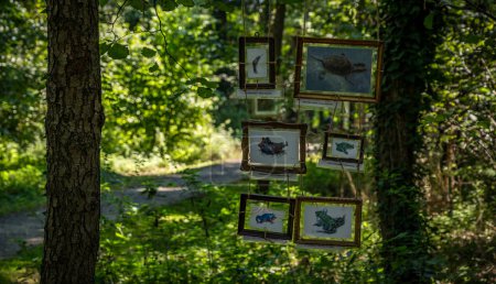 Téléchargez les photos : Forêt à côté des thermes à Heviz, Hongrie. Photo de haute qualité - en image libre de droit
