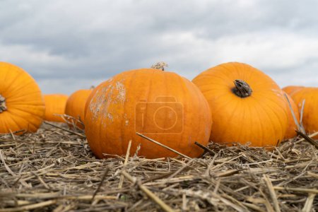 Photo for Pumpkins on the hay. Organic vegetable farming, harvest season. Farm field or patch. - Royalty Free Image
