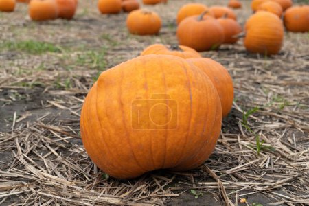Photo for Pumpkins on the hay. Organic vegetable farming, harvest season. Farm field or patch. - Royalty Free Image