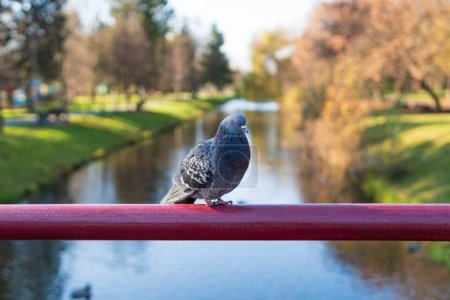 Photo for Pigeon on the railing of the bridge in the autumn park against the background of the lake. - Royalty Free Image