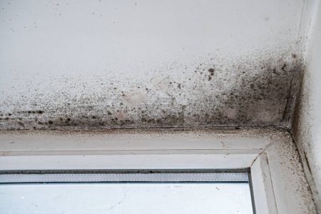 Photo for Slope near the window fungus moisture. Poorly installed windows, rainwater penetrates into the room. - Royalty Free Image