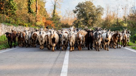 Téléchargez les photos : Large troupeau de chèvres marchant sur une route automobile dans l'heure précédant le coucher du soleil - en image libre de droit