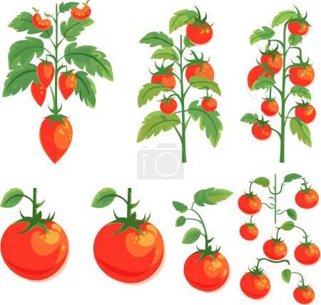 Illustrazione per Set di pomodori rossi maturi piante con foglie, illustrazione vettoriale. - Immagini Royalty Free