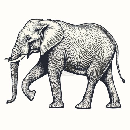 Ilustración de Elefante africano. Vector vintage grabado en blanco y negro ilustración - Imagen libre de derechos