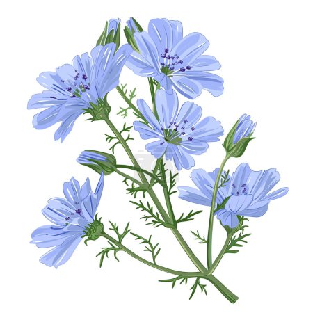 Flowers and root of the chicory plant. Vector illustration of a useful medicinal herb