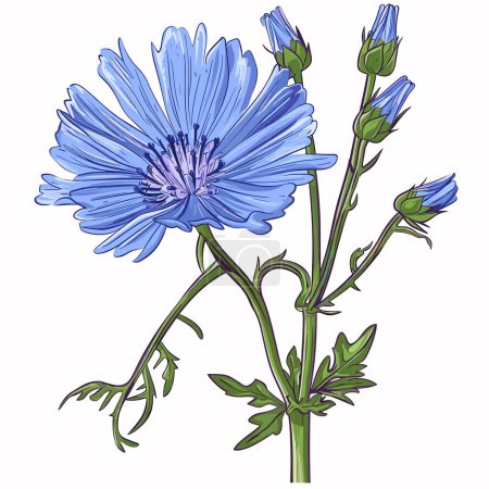 Illustration for Flowers and root of the chicory plant. Vector illustration of a useful medicinal herb - Royalty Free Image