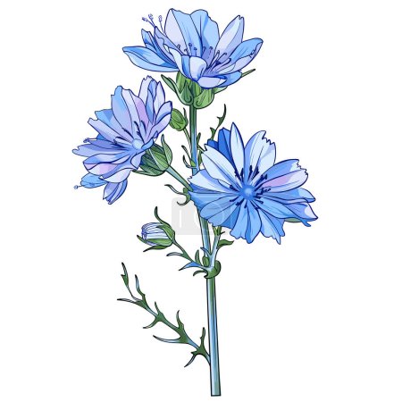 Flowers and root of the chicory plant. Vector illustration of a useful medicinal herb