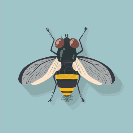 La mouche domestique. Illustration vectorielle de mouche.