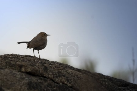Téléchargez les photos : Les oiseaux babbler et leur relation avec le folklore et la mythologie indiens - en image libre de droit