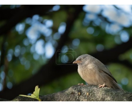 Jungle babbler are gregarious birds that forage in small group