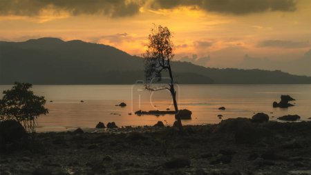 Téléchargez les photos : Coucher de soleil paysage marin avec arbre séparé - en image libre de droit