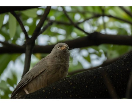  Babbler Birds und ihre Beziehung zur indischen Folklore und Mythologie
