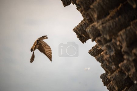 Téléchargez les photos : L'hirondelle à gorge striée ou hirondelle des falaises est un oiseau de pâtisserie, qui comprend un grand nombre d'autres espèces, dont de nombreuses hirondelles.. - en image libre de droit