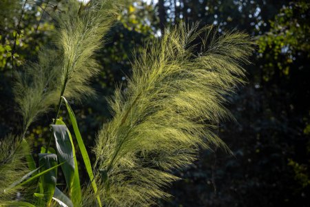 Téléchargez les photos : Critère selloana est une espèce de plante à fleurs de la famille des Populacées. Il est désigné par le nom commun de l'herbe de pampas, et est originaire du sud de l'Amérique du Sud, y compris la région de Pampas d'après laquelle il est nommé. - en image libre de droit
