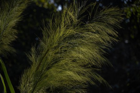 Téléchargez les photos : Cortaderia selloana est une espèce de plante de la famille des Panacea. Il est désigné par le nom commun de l'herbe de pampas, et est originaire du sud de l'Amérique du Sud, y compris la région de Pampas d'après laquelle il est nommé. - en image libre de droit