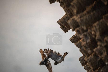 Téléchargez les photos : L'hirondelle à gorge striée ou hirondelle des falaises est un oiseau de pâtisserie, qui comprend un grand nombre d'autres espèces, dont de nombreuses hirondelles.. - en image libre de droit