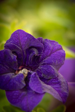 Téléchargez les photos : Pétunia sont fleurs annuelles populaires pour ajouter de la couleur instantanée à un jardin. - en image libre de droit