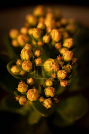 Téléchargez les photos : Genre de plantes herbacées à fleurs vivaces de la famille des inductibles. - en image libre de droit