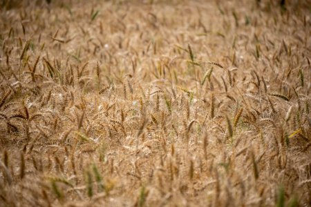 Téléchargez les photos : Un vaste champ de blé doré se balançant doucement sous la douce lueur du soleil couchant. - en image libre de droit