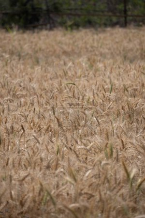 Téléchargez les photos : Un vaste champ de blé doré se balançant doucement sous la douce lueur du soleil couchant. - en image libre de droit