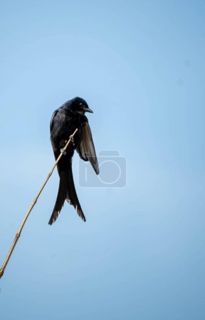 The black drongo (Dicrurus macrocercus) is a small Asian passerine bird of the drongo family Dicruridae. It is a common resident breeder in much of tropical southern Asia