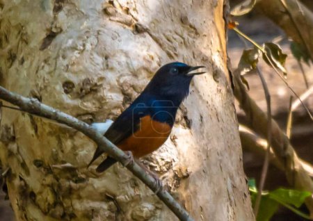The white-rumped shama is shy and somewhat crepuscular but very territorial. The territories include a male and female during the breeding season