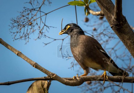The common myna (Acridotheres tristis) is a large, omnivorous, brown-and-black bird with a yellow bill, legs,