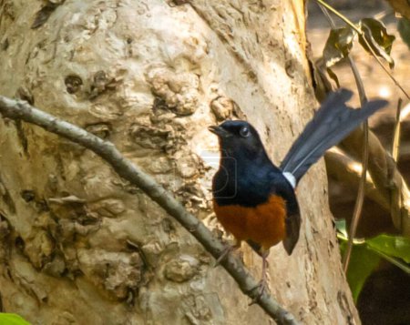 The white-rumped shama is a small passerine bird of the family Muscicapidae. Native to densely vegetated habitats in the Indian subcontinent and Southeast Asia,