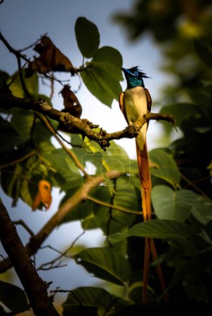 Téléchargez les photos : Le Moucherolle vert (Terpsiphone paradisi) est un oiseau de taille moyenne originaire d'Asie, notamment du sous-continent indien, d'Asie centrale et du Myanmar.. - en image libre de droit
