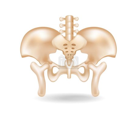 Illustration for Flat 3d isometric concept illustration of pelvic bone anatomy cut - Royalty Free Image