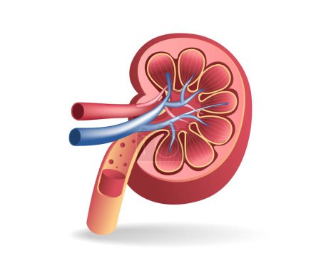 Illustration for Isometric flat 3d illustration of kidney tract anatomy cutout concept - Royalty Free Image