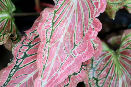 Téléchargez les photos : Le beau caladium vert 'Thai Beauty' ('Hok Long') est un beau caladium avec une coloration rose, verte et blanche dans les feuilles du jardin. - en image libre de droit