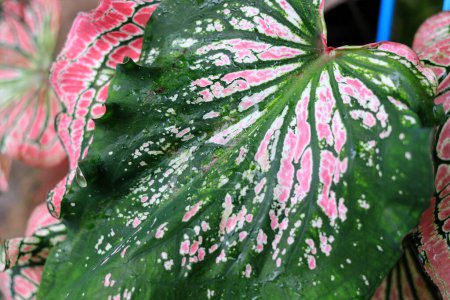 Photo for Beautiful green tree caladium 'Thai Beauty'('Hok Long') is a beautiful Caladium with pink, green, and white coloration in the leaves in the garden - Royalty Free Image