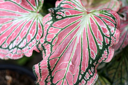 Photo for Beautiful green tree caladium 'Thai Beauty'('Hok Long') is a beautiful Caladium with pink, green, and white coloration in the leaves in the garden - Royalty Free Image