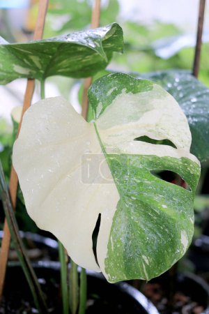 Téléchargez les photos : Belles feuilles panachées de Monstera Albo Borsigiana, Monstera variegata avec des couleurs de feuilles vertes et blanches ou vertes et jaunes. une plante tropicale populaire dans le jardin - en image libre de droit