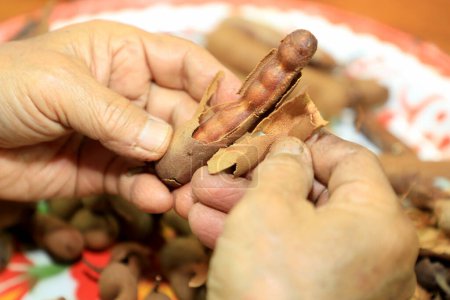 Photo for A close-up of an elderly Asian man preparing soggy tamarind by cracking ripe, sour tamarind shells on a wooden table at home. - Royalty Free Image