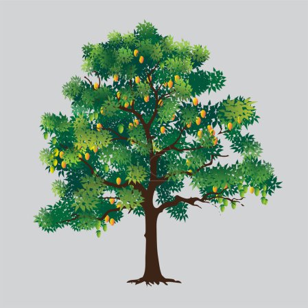 Foto de Ilustración vectorial de un árbol de mango dando fruto en temporada. - Imagen libre de derechos