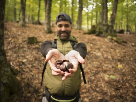 Téléchargez les photos : Homme peu concentré cueillette châtaignes concentrées dans la forêt leur montre - en image libre de droit