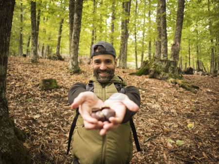Téléchargez les photos : Homme concentré cueillette châtaignes dans la forêt les montre à la ca - en image libre de droit
